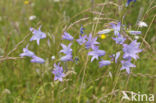 Spreading Bellflower (Campanula patula)