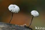 Collared parachute (Marasmius rotula)