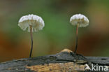 Collared parachute (Marasmius rotula)