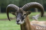 Argali (Ovis ammon)