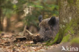 Wild Boar (Sus scrofa)