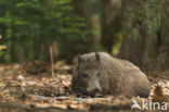 Wild Boar (Sus scrofa)