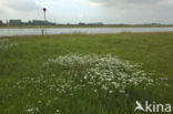 Wilde bertram (Achillea ptarmica)