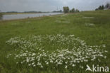 Wilde bertram (Achillea ptarmica)