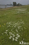 Wilde bertram (Achillea ptarmica)