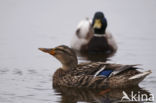 Mallard