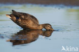 Wilde Eend (Anas platyrhynchos)