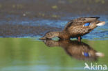 Mallard