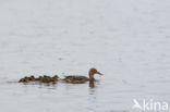 Wilde Eend (Anas platyrhynchos)
