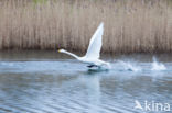 Whooper Swan (Cygnus cygnus)