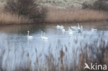 Whooper Swan (Cygnus cygnus)