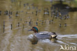 Green-winged Teal (Anas crecca)