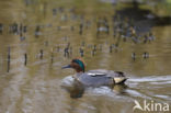 Wintertaling (Anas crecca)