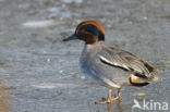 Green-winged Teal (Anas crecca)