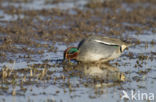 Green-winged Teal (Anas crecca)