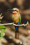 White-fronted Bee-eater (Merops bullockoides)