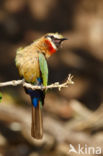 White-fronted Bee-eater (Merops bullockoides)