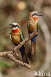 White-fronted Bee-eater (Merops bullockoides)