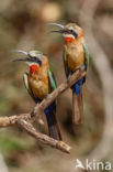 White-fronted Bee-eater (Merops bullockoides)