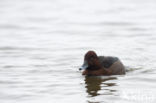 White-eyed Pochard