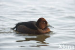 White-eyed Pochard