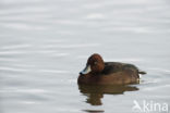 White-eyed Pochard