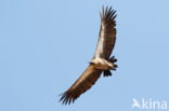 African white-backed vulture (Gyps africanus)