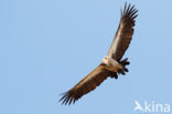 African white-backed vulture (Gyps africanus)