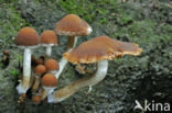 Common stump Brittlestem (Psathyrella piluliformis)