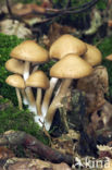 Common stump Brittlestem (Psathyrella piluliformis)