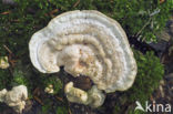 Witte bultzwam (Trametes gibbosa)