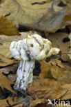 Witte kluifzwam (Helvella crispa)