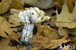 Witte kluifzwam (Helvella crispa)
