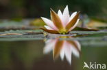 Witte waterlelie (Nymphaea alba)