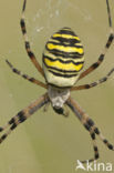 wasp spider (Argiope bruennichi)