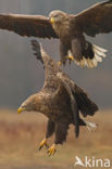 Zeearend (Haliaeetus albicilla)