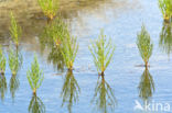 Zeekraal (Salicornia spec)