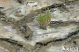 Glasswort (Salicornia spec)