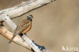 Zevenstrepengors (Emberiza tahapisi)