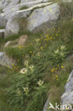 Zilverdistel (Carlina acaulis)