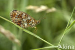 Zilveren maan (Boloria selene)