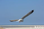 Zilvermeeuw (Larus argentatus)