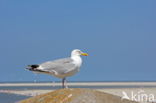 Zilvermeeuw (Larus argentatus)