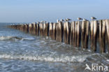 Zilvermeeuw (Larus argentatus)