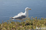 Zilvermeeuw (Larus argentatus)