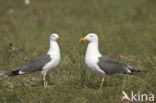 Zilvermeeuw (Larus argentatus)