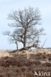 Zomereik (Quercus robur)