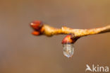 Common Oak