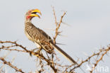 Zuidelijke Geelsnaveltok (Tockus leucomelas)