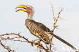 Southern Yellow-billed Hornbill (Tockus leucomelas)